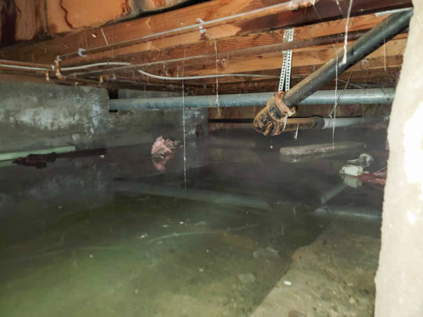 Best Water damage restoration mold remediation  in Scotts Hill, TN