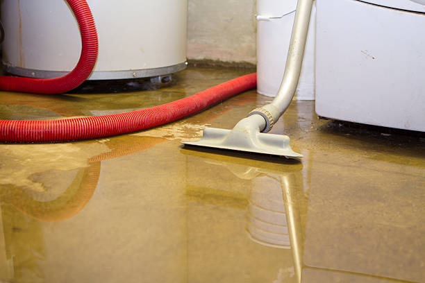 Best Mold removal after water damage  in Scotts Hill, TN